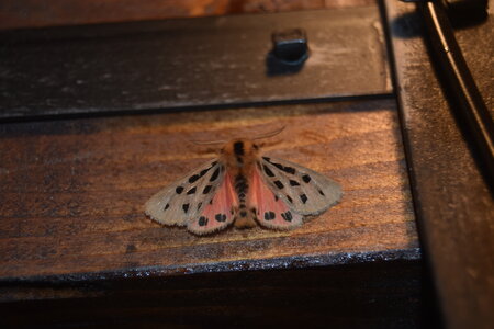 Arctiidae- Arctiinae-Chelis maculosa, Gagnières, DSC_0116