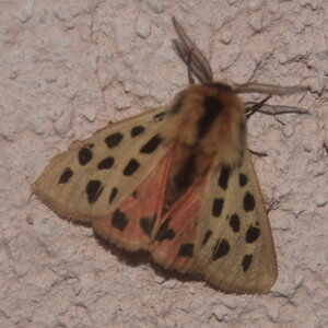 Arctiidae- Arctiinae-Chelis maculosa, Gagnières, DSC_0119  2 