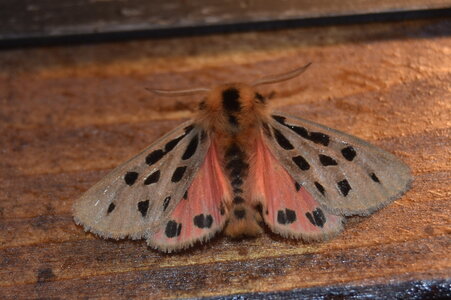 Arctiidae- Arctiinae-Chelis maculosa, Gagnières, DSC_0120