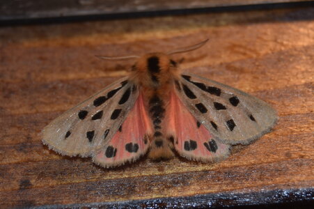 Arctiidae- Arctiinae-Chelis maculosa, Gagnières, DSC_0121