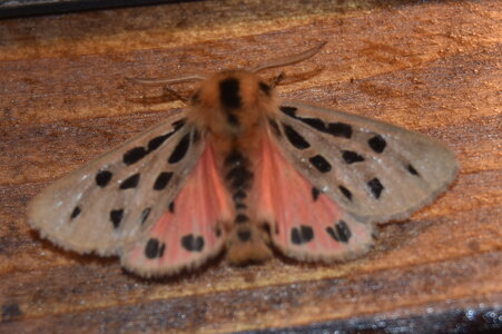Arctiidae- Arctiinae-Chelis maculosa, Gagnières, DSC_0122