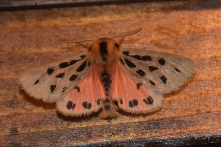 Arctiidae- Arctiinae-Chelis maculosa, Gagnières, DSC_0124