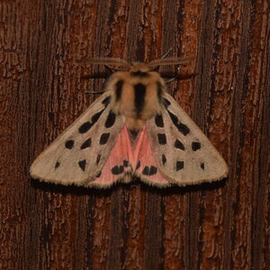 Arctiidae- Arctiinae-Chelis maculosa, Gagnières, DSC_0129