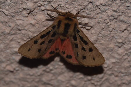 Arctiidae- Arctiinae-Chelis maculosa, Gagnières, DSC_0130
