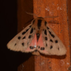 Arctiidae- Arctiinae-Chelis maculosa, Gagnières, DSC_0131