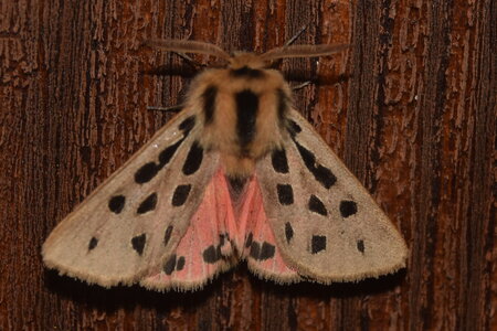 Arctiidae- Arctiinae-Chelis maculosa, Gagnières, DSC_0132 - Copie