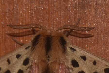 Arctiidae- Arctiinae-Chelis maculosa, Gagnières, DSC_0141
