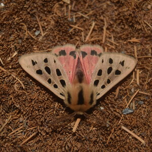Arctiidae- Arctiinae-Chelis maculosa, Gagnières, DSC_0143