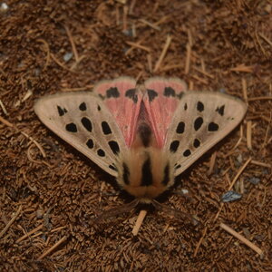 Arctiidae- Arctiinae-Chelis maculosa, Gagnières, DSC_0144