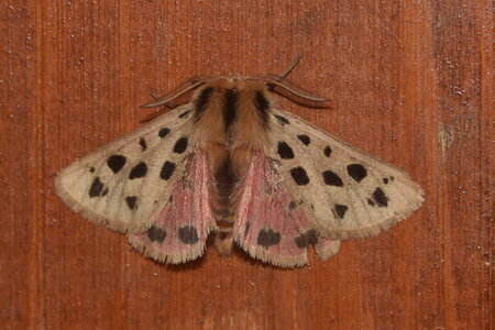 Arctiidae- Arctiinae-Chelis maculosa, Gagnières, DSC_0145  2 