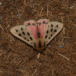 Arctiidae- Arctiinae-Chelis maculosa, Gagnières, DSC_0145