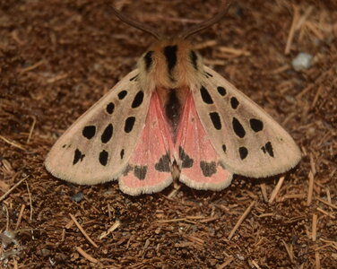Arctiidae- Arctiinae-Chelis maculosa, Gagnières, DSC_0148