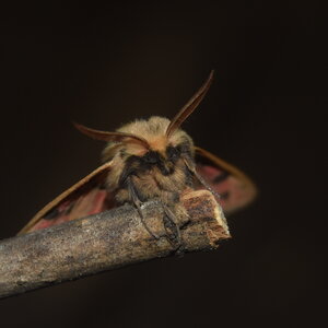 Arctiidae- Arctiinae-Chelis maculosa, Gagnières, DSC_0152