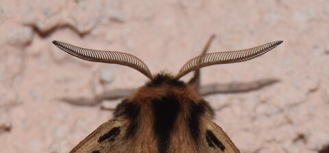 Arctiidae- Arctiinae-Chelis maculosa, Gagnières, DSC_0179