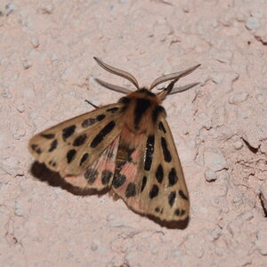 Arctiidae- Arctiinae-Chelis maculosa, Gagnières, DSC_0182