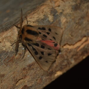 Arctiidae- Arctiinae-Chelis maculosa, Gagnières, DSC_0197
