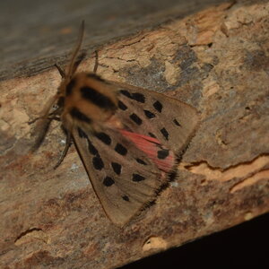 Arctiidae- Arctiinae-Chelis maculosa, Gagnières, DSC_0200 - Copie