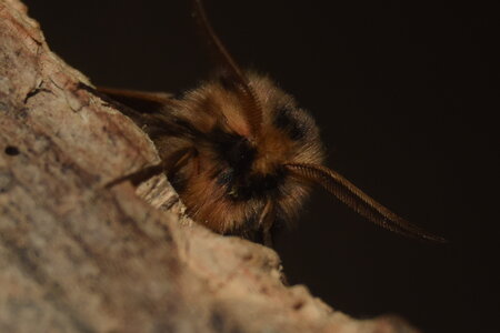 Arctiidae- Arctiinae-Chelis maculosa, Gagnières, DSC_0209