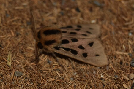 Arctiidae- Arctiinae-Chelis maculosa, Gagnières, DSC_0210
