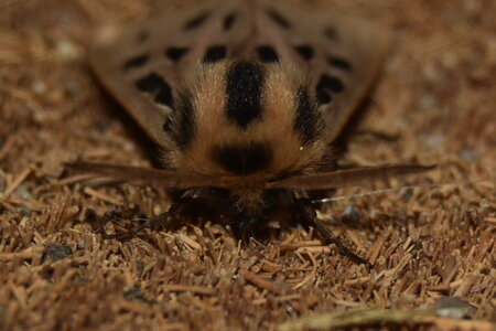 Arctiidae- Arctiinae-Chelis maculosa, Gagnières, DSC_0212