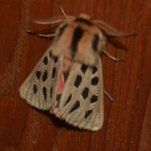 Arctiidae- Arctiinae-Chelis maculosa, Gagnières, DSC_0257