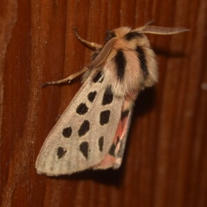 Arctiidae- Arctiinae-Chelis maculosa, Gagnières, DSC_0271