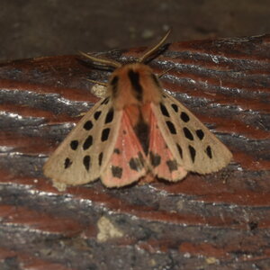 Arctiidae- Arctiinae-Chelis maculosa, Gagnières, DSC_0278