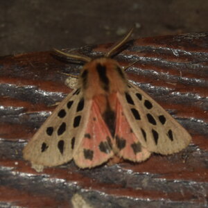Arctiidae- Arctiinae-Chelis maculosa, Gagnières, DSC_0279