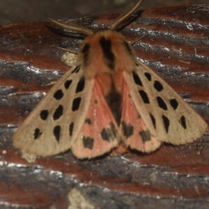 Arctiidae- Arctiinae-Chelis maculosa, Gagnières, DSC_0281