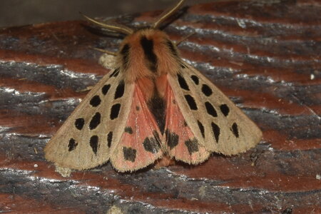 Arctiidae- Arctiinae-Chelis maculosa, Gagnières, DSC_0282