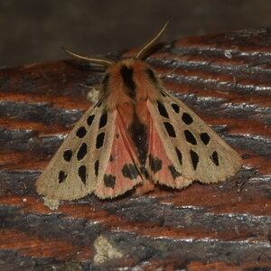 Arctiidae- Arctiinae-Chelis maculosa, Gagnières, DSC_0290