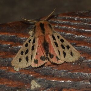 Arctiidae- Arctiinae-Chelis maculosa, Gagnières, DSC_0291