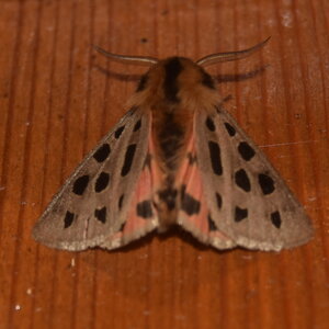 Arctiidae- Arctiinae-Chelis maculosa, Gagnières, DSC_0295