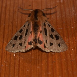 Arctiidae- Arctiinae-Chelis maculosa, Gagnières, DSC_0297