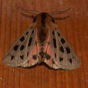 Arctiidae- Arctiinae-Chelis maculosa, Gagnières, DSC_0307