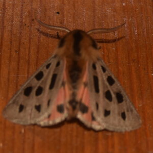 Arctiidae- Arctiinae-Chelis maculosa, Gagnières, DSC_0309