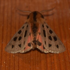 Arctiidae- Arctiinae-Chelis maculosa, Gagnières, DSC_0311
