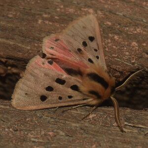 Arctiidae- Arctiinae-Chelis maculosa, Gagnières, DSC_0320