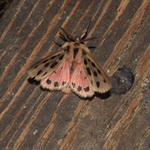 Arctiidae- Arctiinae-Chelis maculosa, Gagnières, DSC_0348