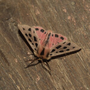 Arctiidae- Arctiinae-Chelis maculosa, Gagnières, DSC_0349