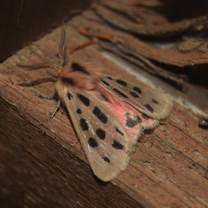 Arctiidae- Arctiinae-Chelis maculosa, Gagnières, DSC_0352