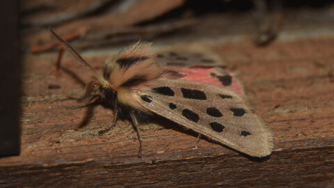 Arctiidae- Arctiinae-Chelis maculosa, Gagnières, DSC_0355