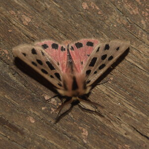 Arctiidae- Arctiinae-Chelis maculosa, Gagnières, DSC_0357