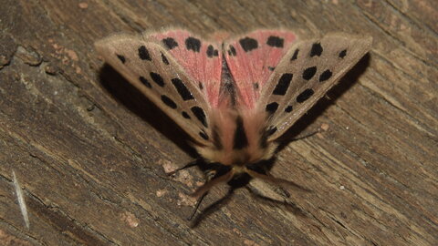 Arctiidae- Arctiinae-Chelis maculosa, Gagnières, DSC_0361