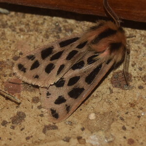 Arctiidae- Arctiinae-Chelis maculosa, Gagnières, DSC_0363  3 
