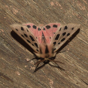 Arctiidae- Arctiinae-Chelis maculosa, Gagnières, DSC_0363