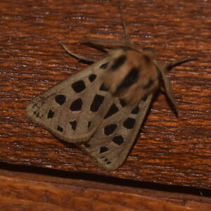 Arctiidae- Arctiinae-Chelis maculosa, Gagnières, DSC_0365  3 