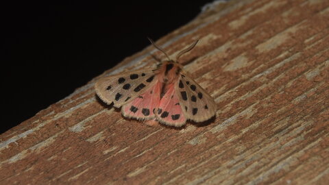 Arctiidae- Arctiinae-Chelis maculosa, Gagnières, DSC_0366
