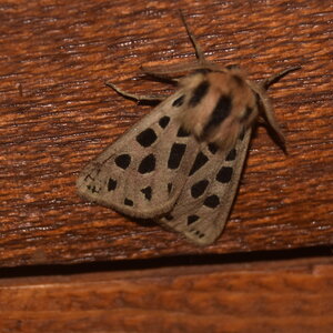 Arctiidae- Arctiinae-Chelis maculosa, Gagnières, DSC_0367  2 