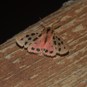 Arctiidae- Arctiinae-Chelis maculosa, Gagnières, DSC_0367